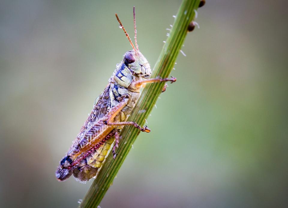 Good Morning Grasshopper | Shutterbug